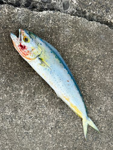 シイラの釣果