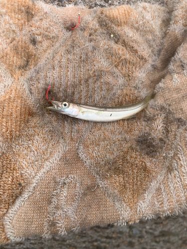 カマスの釣果