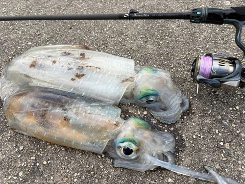 アオリイカの釣果