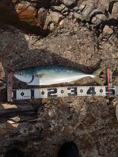 イナダの釣果