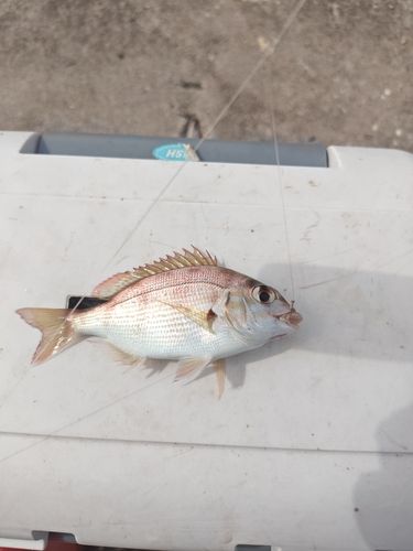 チャリコの釣果