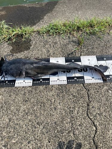 アメリカナマズ