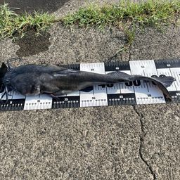 アメリカナマズ