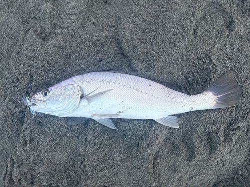 ニベの釣果