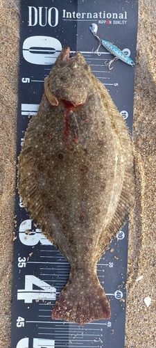 ヒラメの釣果