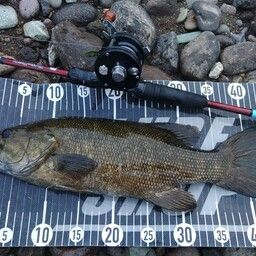 スモールマウスバス