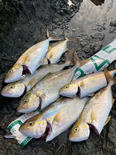 カンパチの釣果