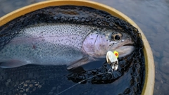 ニジマスの釣果