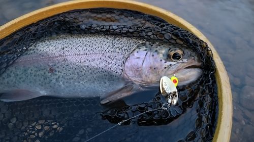 ニジマスの釣果