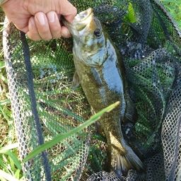 スモールマウスバス