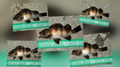 メバルの釣果