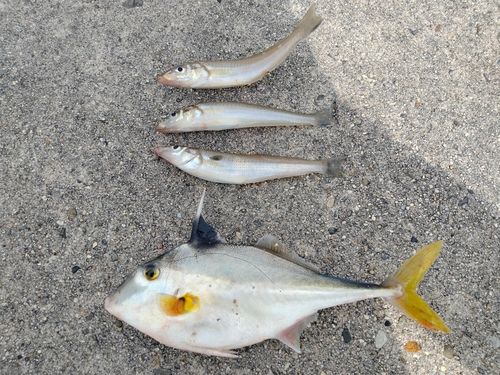 キスの釣果