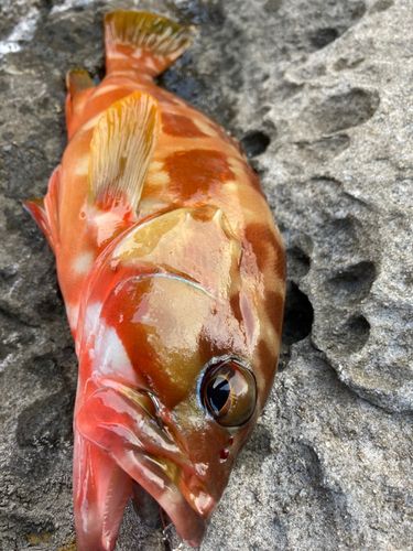 アカハタの釣果