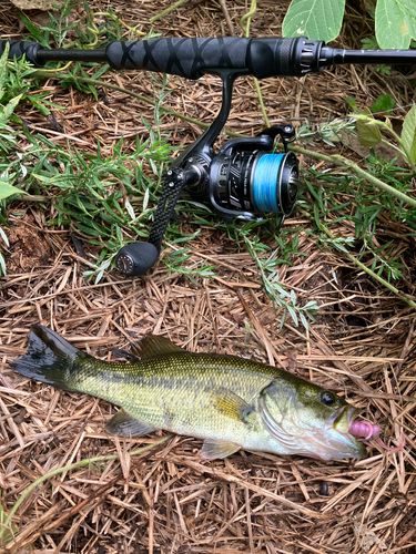 ブラックバスの釣果