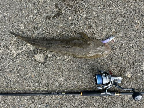 マゴチの釣果