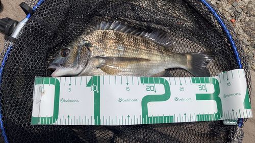 メイタの釣果