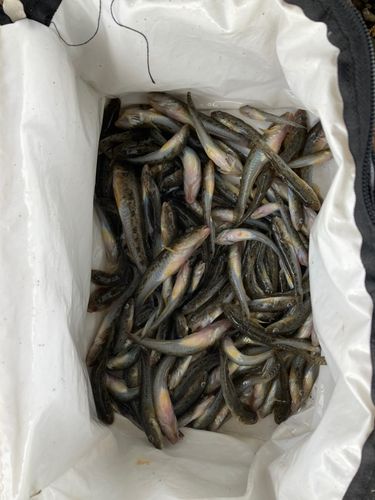 ハゼの釣果