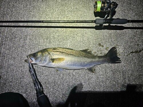 シーバスの釣果