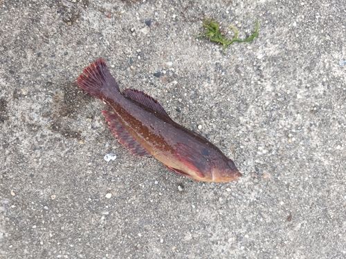 アイナメの釣果