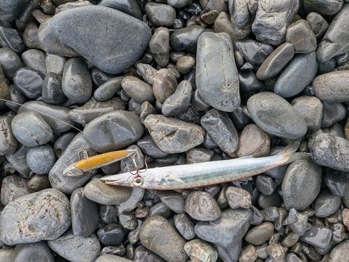 カマスの釣果