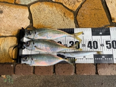 アジの釣果