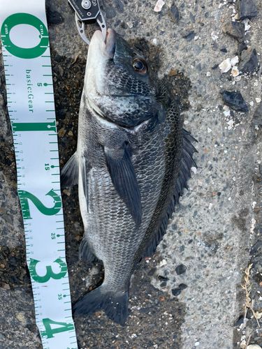 クロダイの釣果