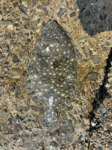 ガンゾウビラメの釣果