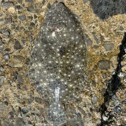 ガンゾウビラメ