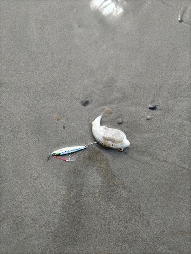 クサフグの釣果