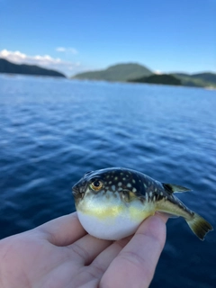 ハゼの釣果