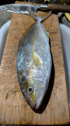 ネリゴの釣果