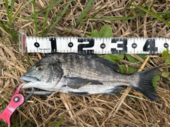 チヌの釣果