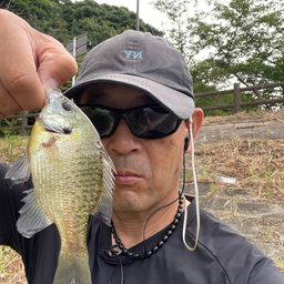 ブルーギル