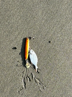 エボダイの釣果