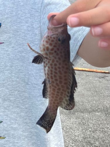 オオモンハタの釣果