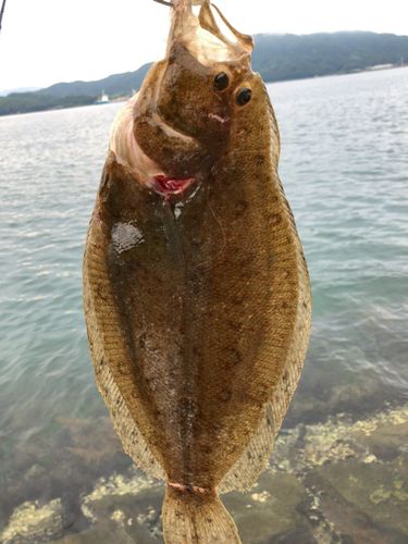 ヒラメの釣果