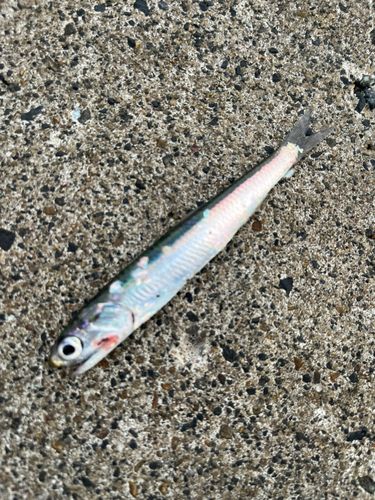 カタクチイワシ