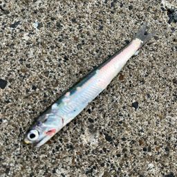 カタクチイワシ