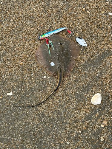 エイの釣果