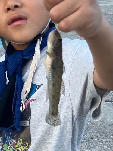 アナハゼの釣果