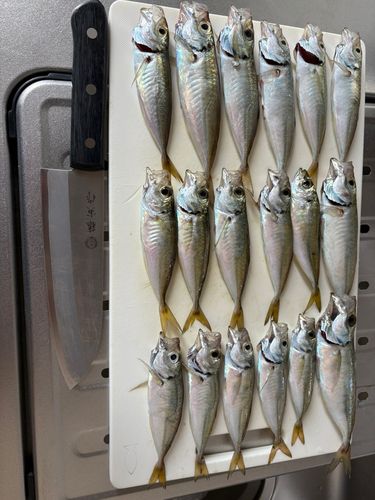アジの釣果