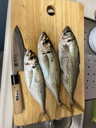 アジの釣果