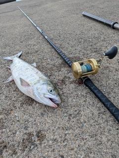 シロザケの釣果