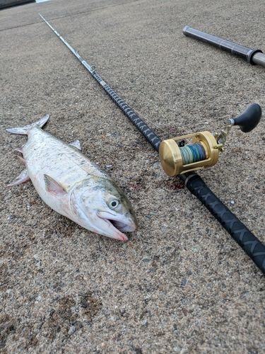 シロザケの釣果