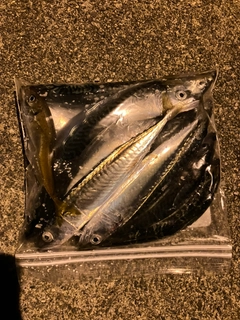 サバの釣果