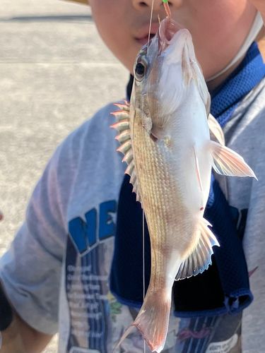 チャリコの釣果