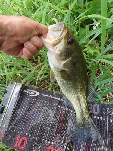 ラージマウスバスの釣果