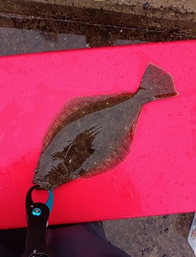 ヒラメの釣果