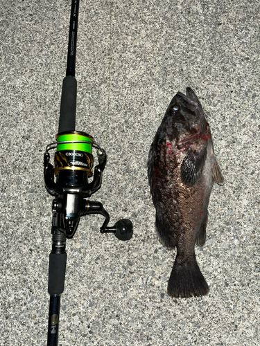 クロソイの釣果