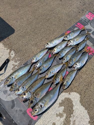 アジの釣果